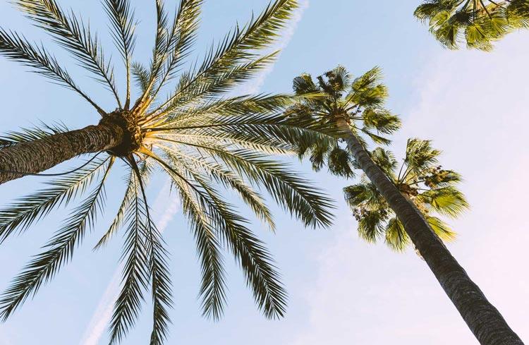 fotografía de Poda de palmeras en Rocafort hecho por Jardinería Gartalia en Valencia