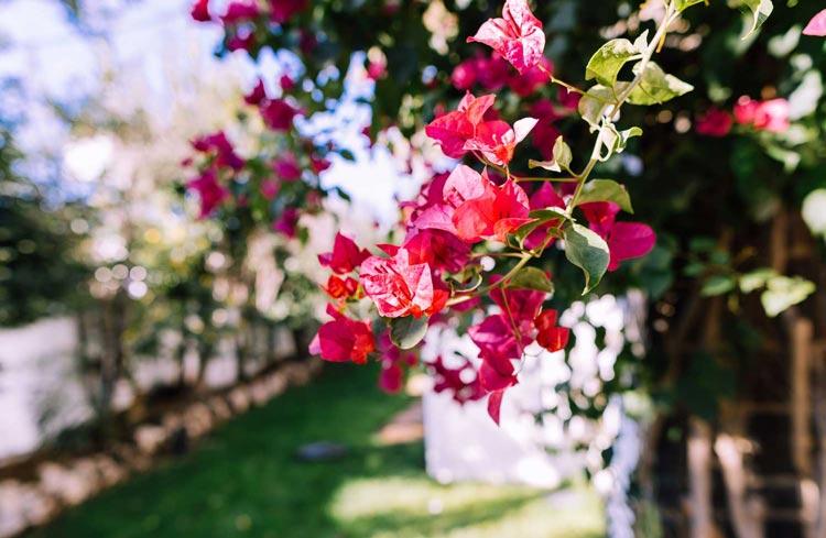 fotografía de Control fitosanitario en Picassent hecho por Jardinería Gartalia en Valencia