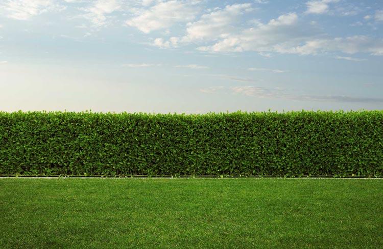 fotografía de Instalación de cercas, cipreses y muros verdes en Picassent hecho por Jardinería Gartalia en Valencia