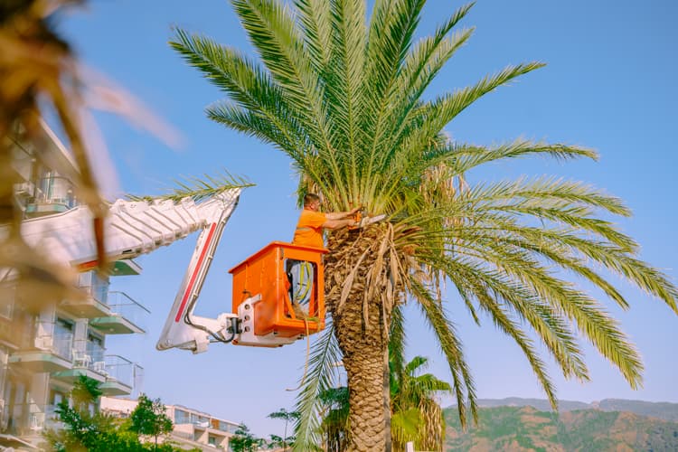 fotografía de Tala con grúas y plataformas elevadoras en Campo Olivar hecho por Jardinería Gartalia en Valencia