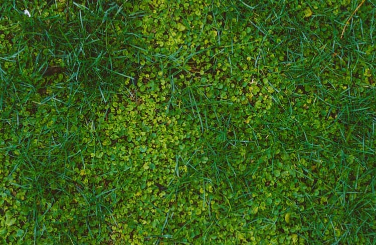 fotografía de Mantenimiento de césped hecho por Jardinería Gartalia en Valencia