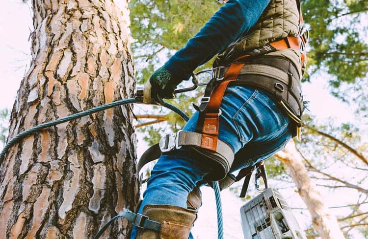 fotografía de Poda y tala en altura hecho por Jardinería Gartalia en Valencia